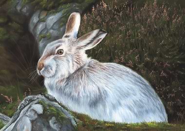 Mountain Hare