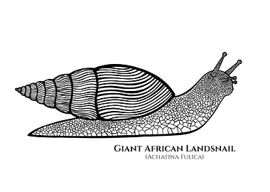Giant African Landsnail