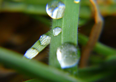 small waterdrops on grass