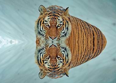 A Tiger illustration