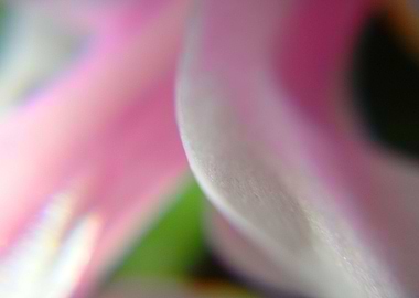 colourful flower petals