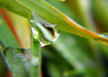 water drop on green grass
