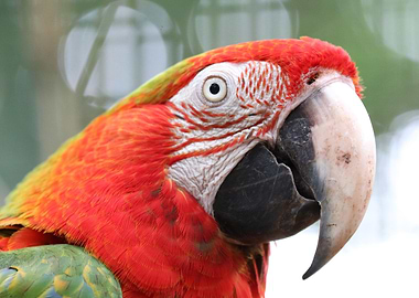 Scarlet Macaw