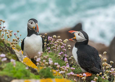 Wandering Puffins