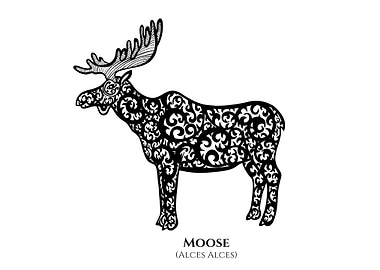 Moose with Latin Name