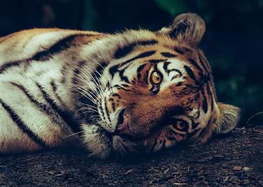 Laying Tiger