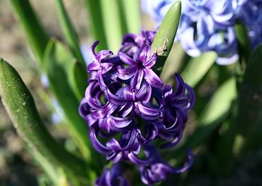Hyacinthus flower modern