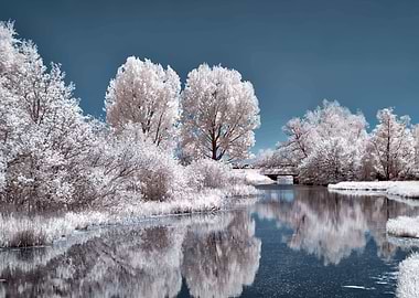Sakura lake and snow