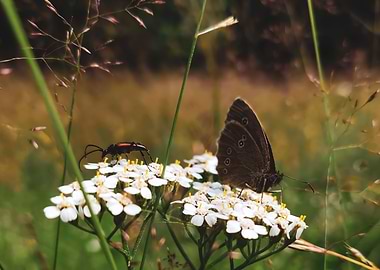 Butterfly and friend