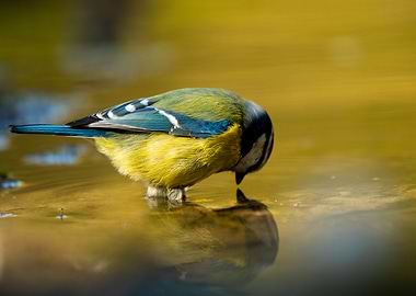 Blue Tit Bird