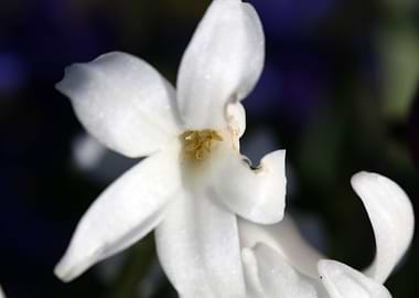 Hyacinthus flower modern