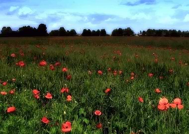 Claude Monet field