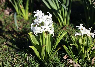 Hyacinthus orientali print
