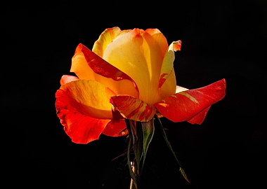 Peachy Orange Rose