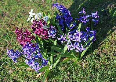Hyacinthus flower modern