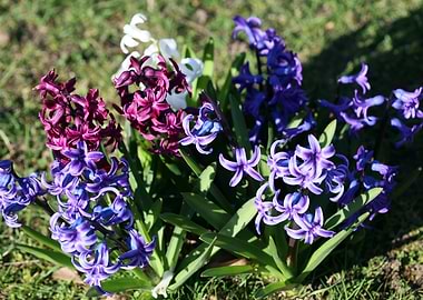 Hyacinthus flower modern