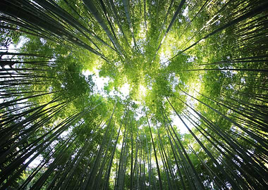 Bamboo Trees in the Forest