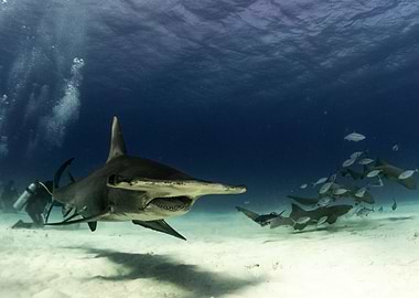 Great Hammerhead