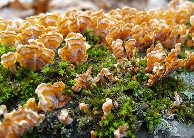 Mossy Fungus