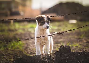 Cute little puppy dog