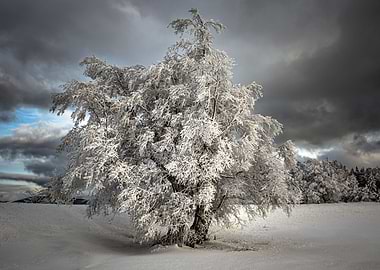 Winter tree