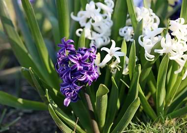 Hyacinthus orientalis L