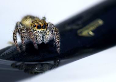 Jumping Spider and water