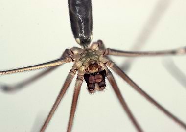Spider male