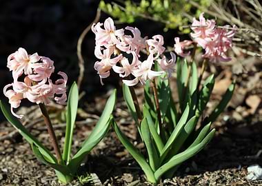 Hyacinthus orientalis
