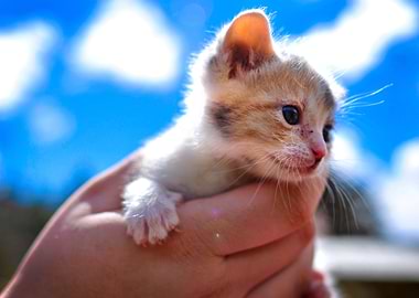 Mini Meow