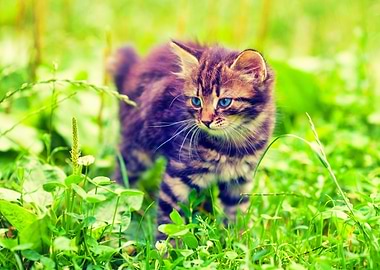 Adorable Alone Animals Bab