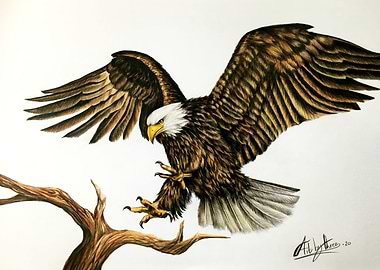 The Eagle Has Landed