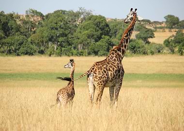 giraffe animal wildlife