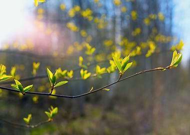 The first leaves branch