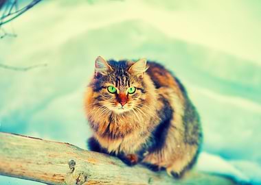 Alone Animal Breed Cat Chr