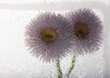 Bellis in ice 3