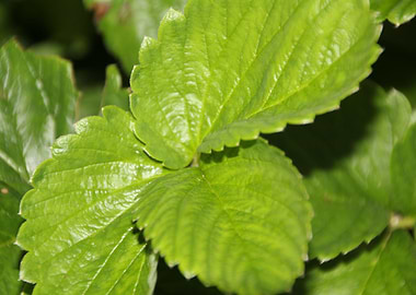 feuilles de fraise