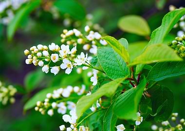 Fresh flowers bird cherry