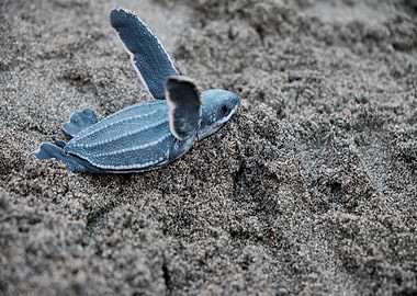 blue turtle grass