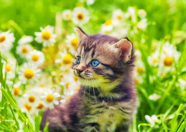 Animals Beautiful Beauty C