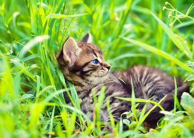 Animal Cat Feline Grass Gr