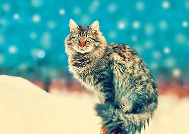 Alone Animal Black Blizzar