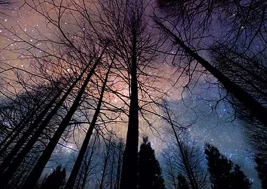 Cosmic tree forest