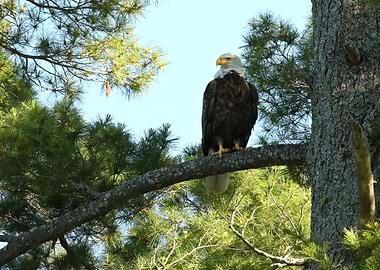 Bald eagle