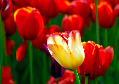 Cool Yellow Tulip Flower
