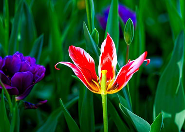 Decaying Red Tulip Flower