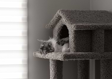 Cat sleeping in house