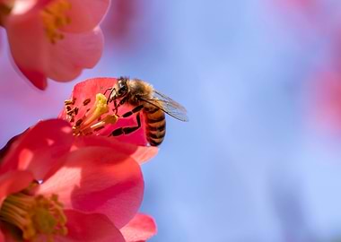 Bee on Flowering Quince