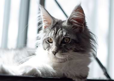 Maine coon portrait