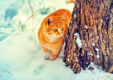 Animals Cat Feline Forest